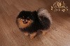  - Saillie Spitz Pomeranian Nain fils de Multi CH USA lignée prestigieuse