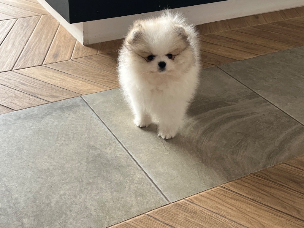 Du Marquis De La Vaunage - Chiot disponible  - Spitz allemand