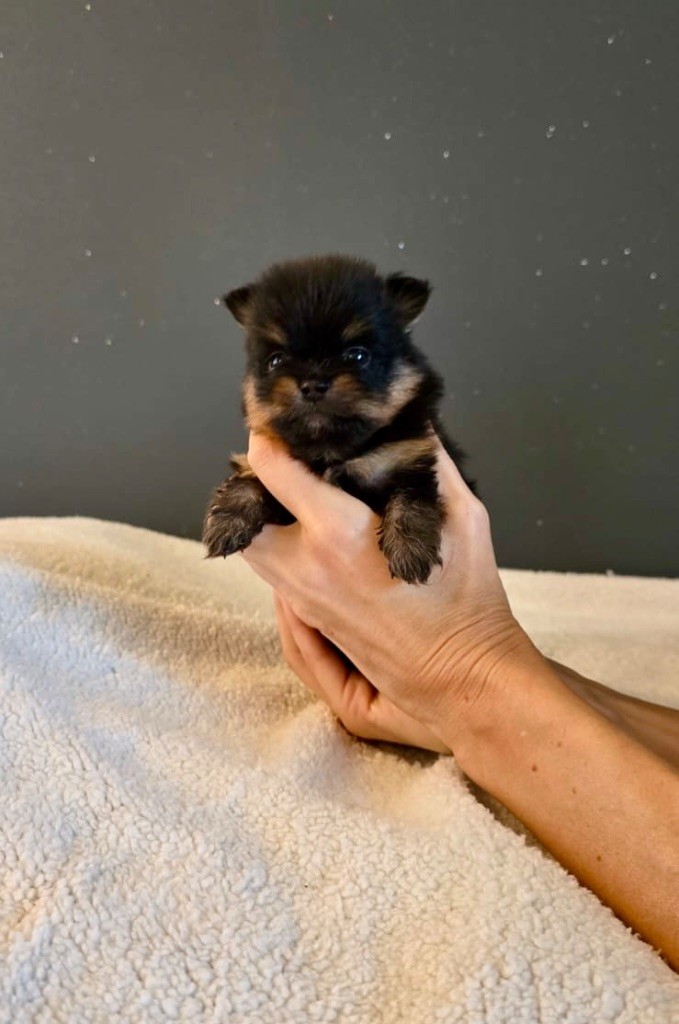 Du Marquis De La Vaunage - Chiot disponible  - Spitz allemand