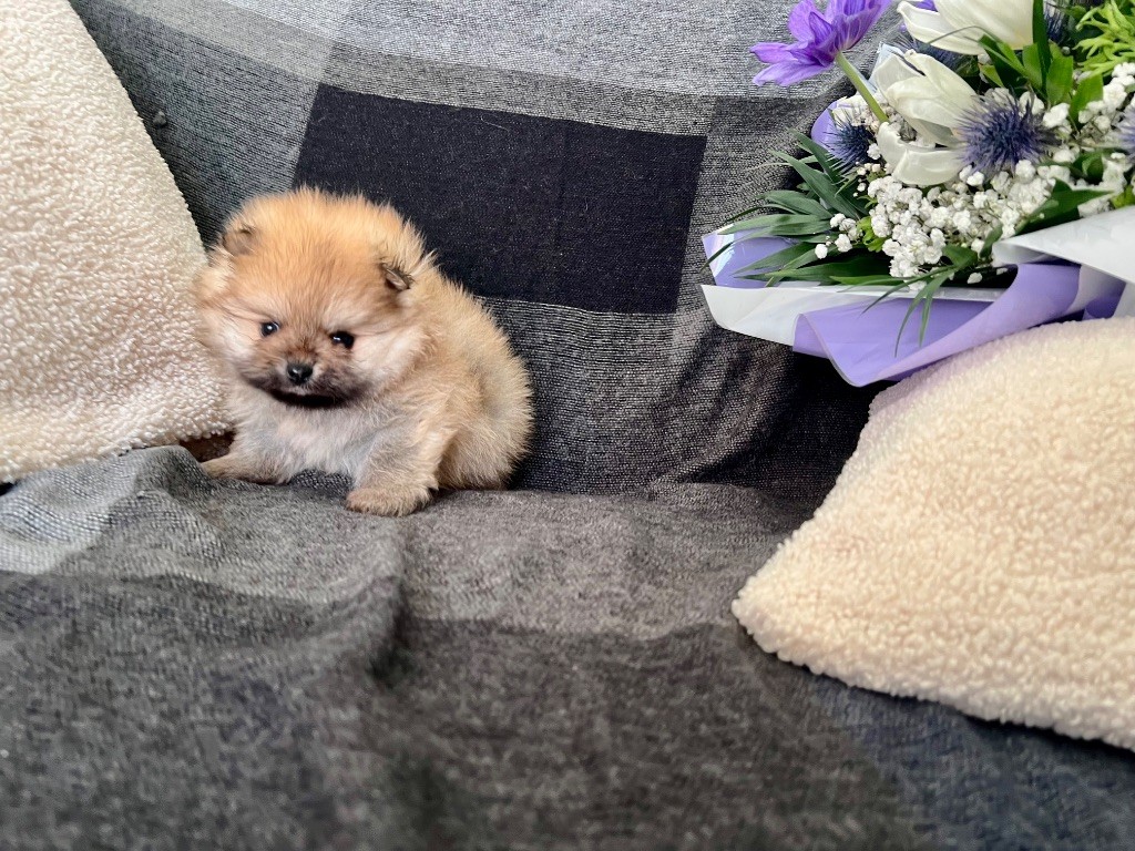 Du Marquis De La Vaunage - Chiot disponible  - Spitz allemand