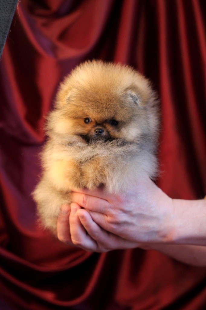 chiot Spitz allemand Du Marquis De La Vaunage