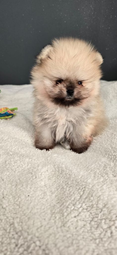 Du Marquis De La Vaunage - Chiot disponible  - Spitz allemand