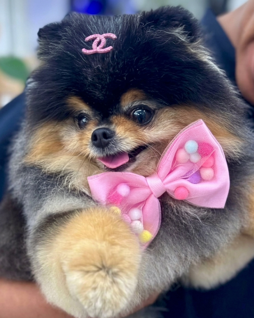 nevskiy olimp Pina calada