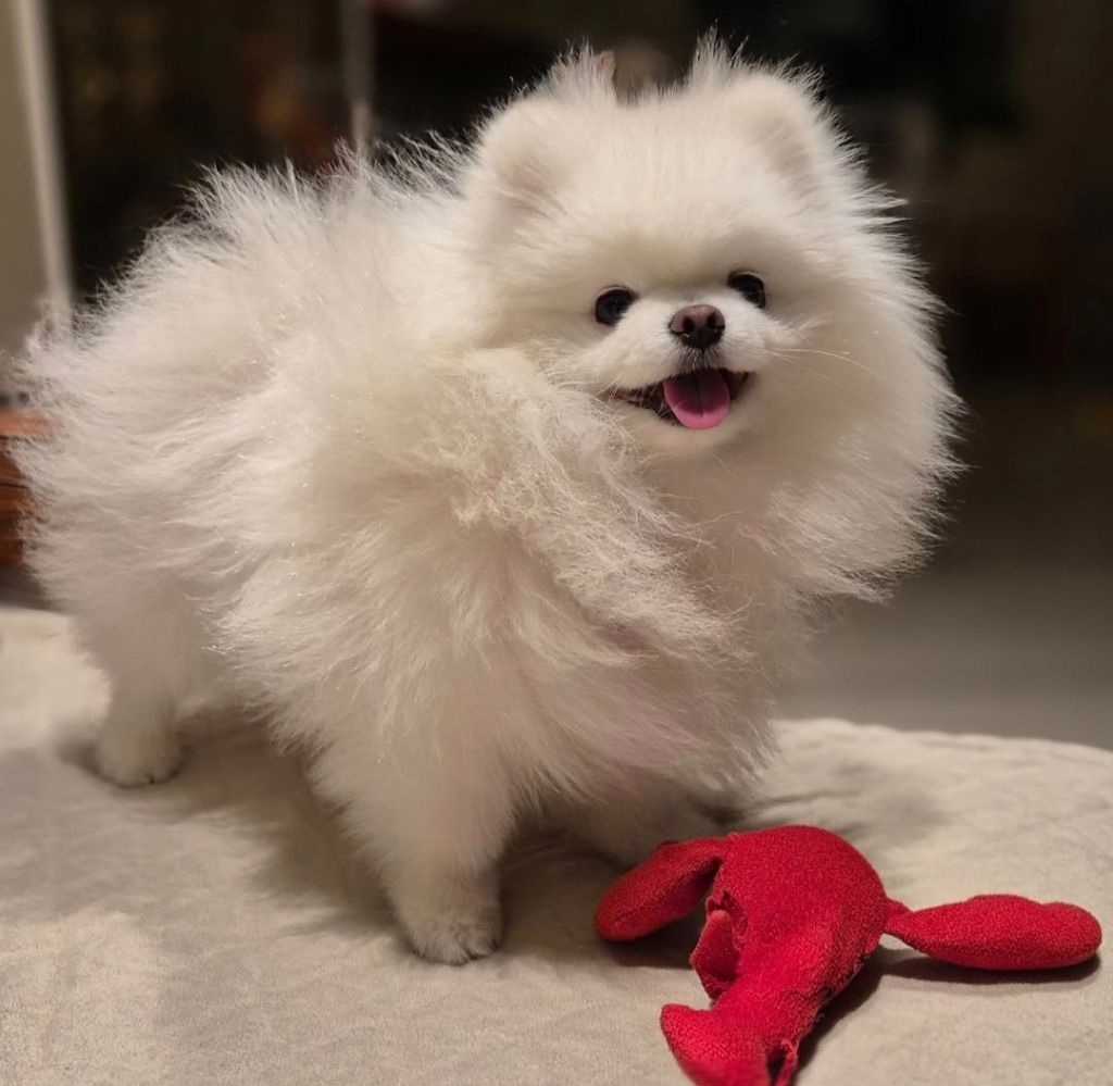 Ulane dite leia des Elfes Blancs