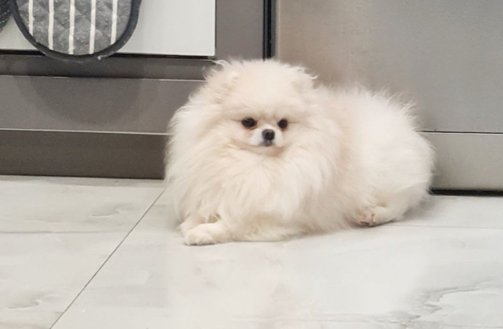 Lavanda gornyy tsvetok