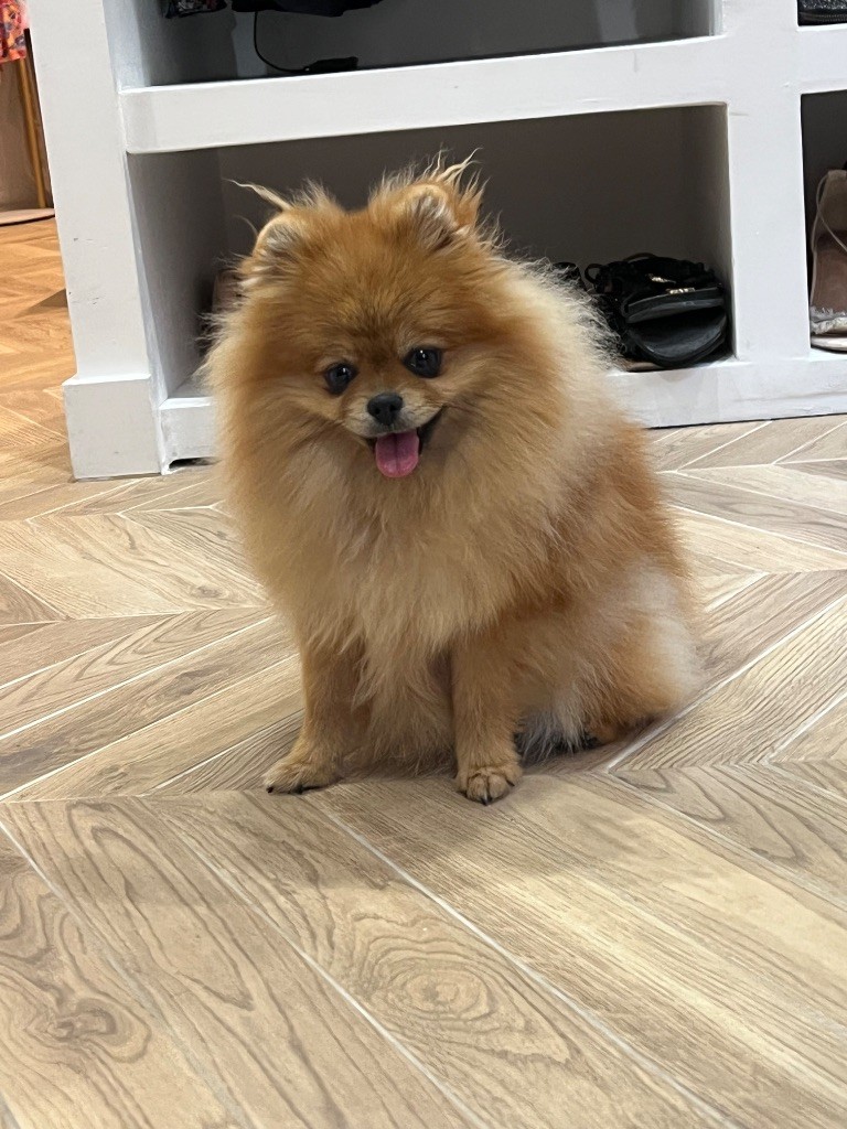 Du Marquis De La Vaunage - Chiot Spitz Nain Pomeranian 6 mois Or