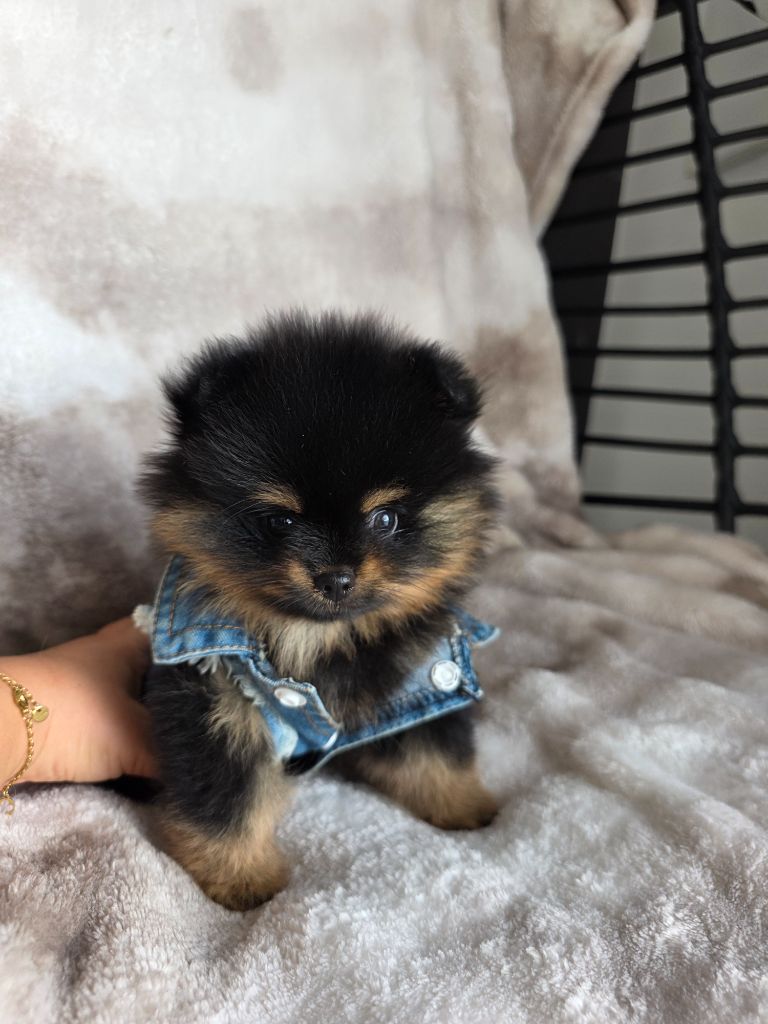 Chiots Pomeranians nains black an tan  