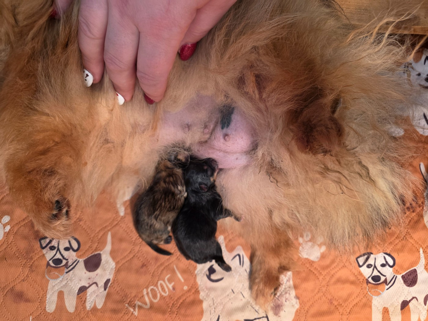 Du Marquis De La Vaunage - Chiots disponibles - Spitz allemand