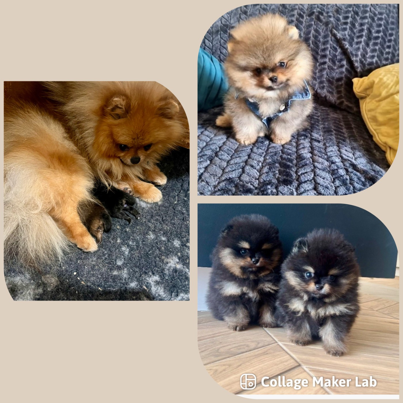 Chiot Spitz allemand Du Marquis De La Vaunage