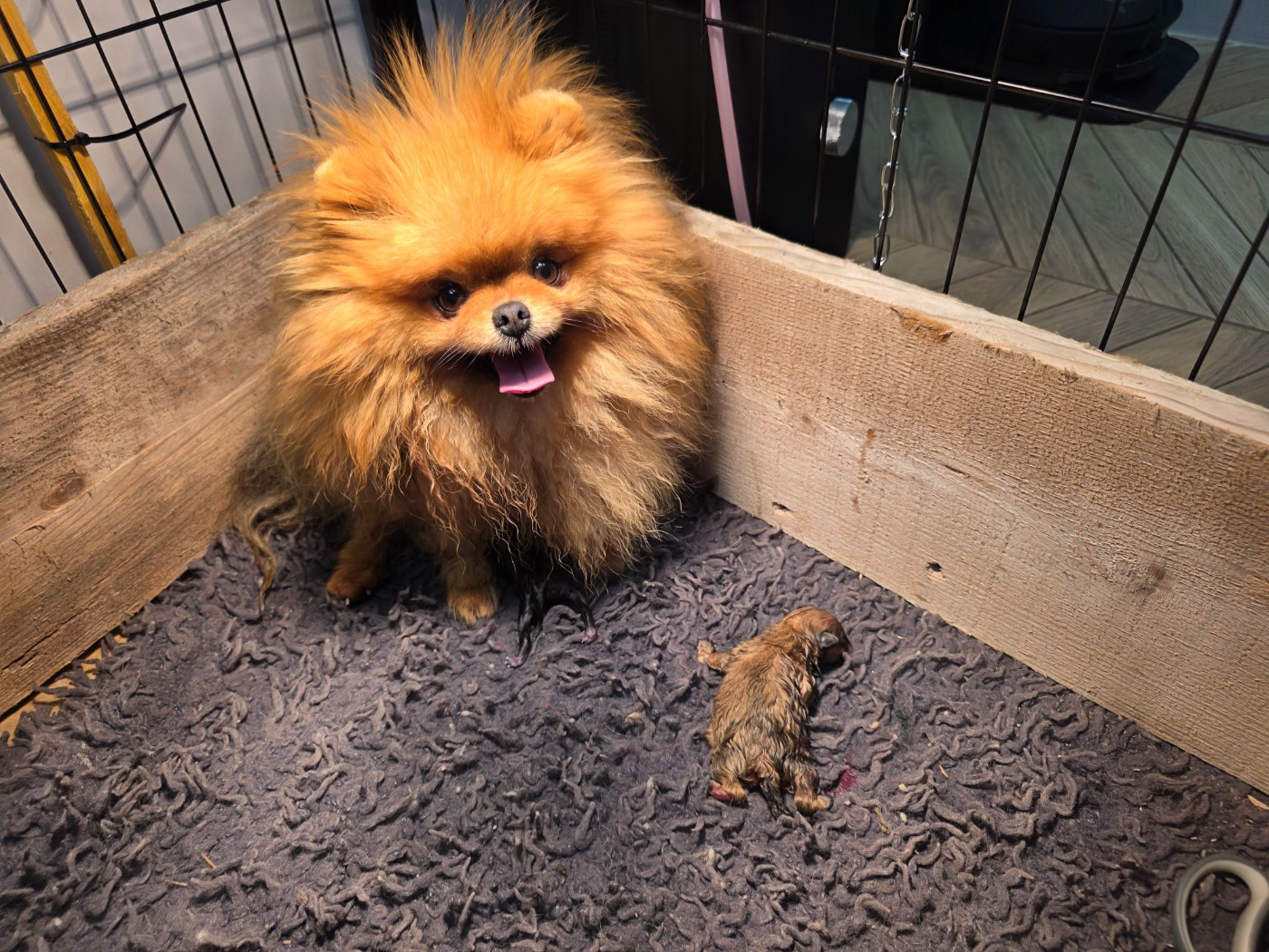 Du Marquis De La Vaunage - Chiots disponibles - Spitz allemand