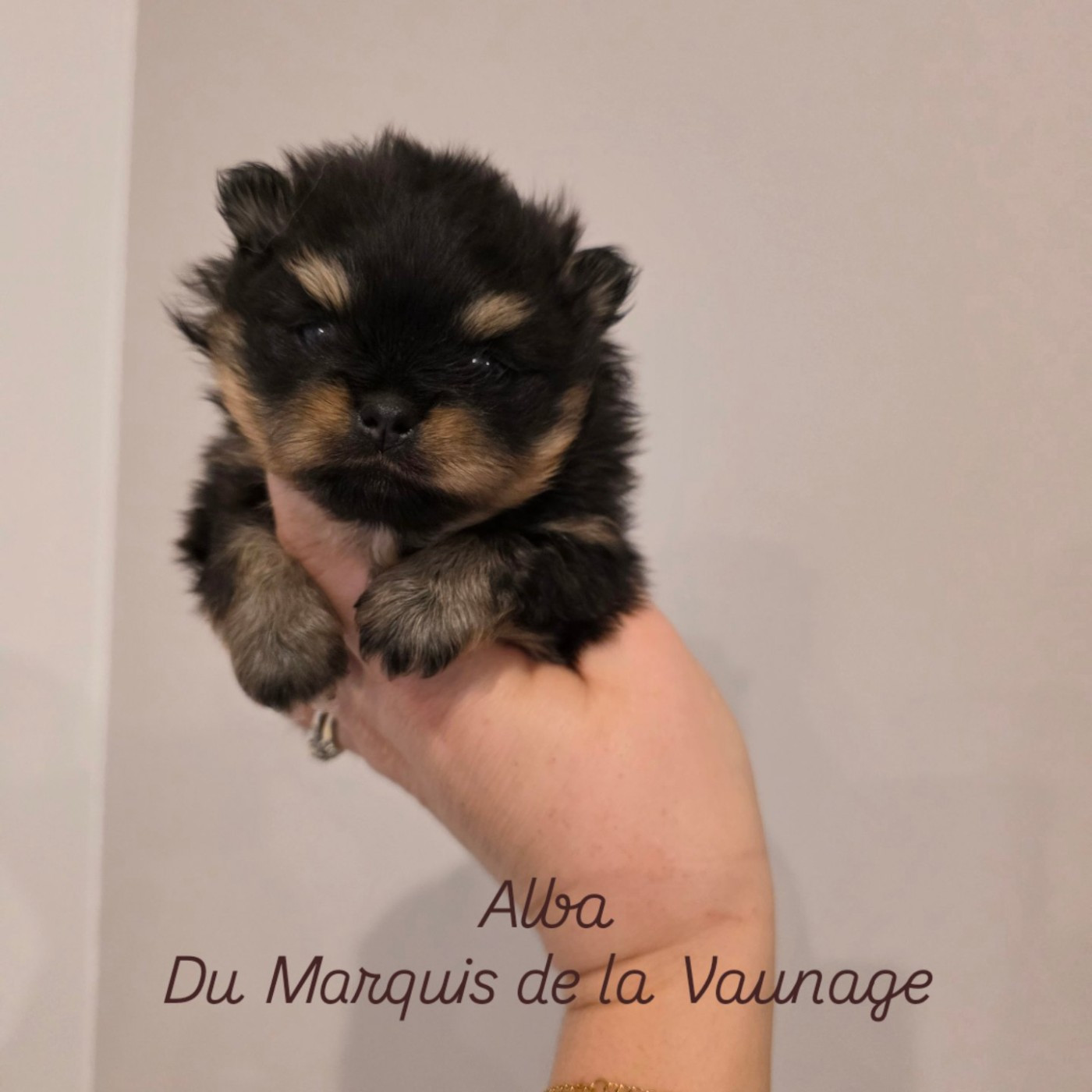 Du Marquis De La Vaunage - Spitz allemand - Portée née le 31/12/2025