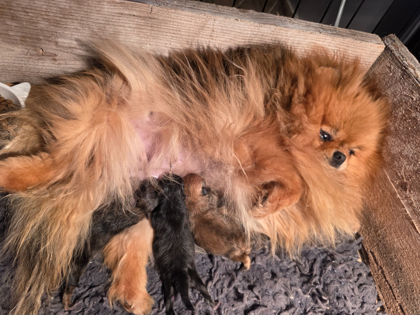 Du Marquis De La Vaunage - Chiots disponibles - Spitz allemand