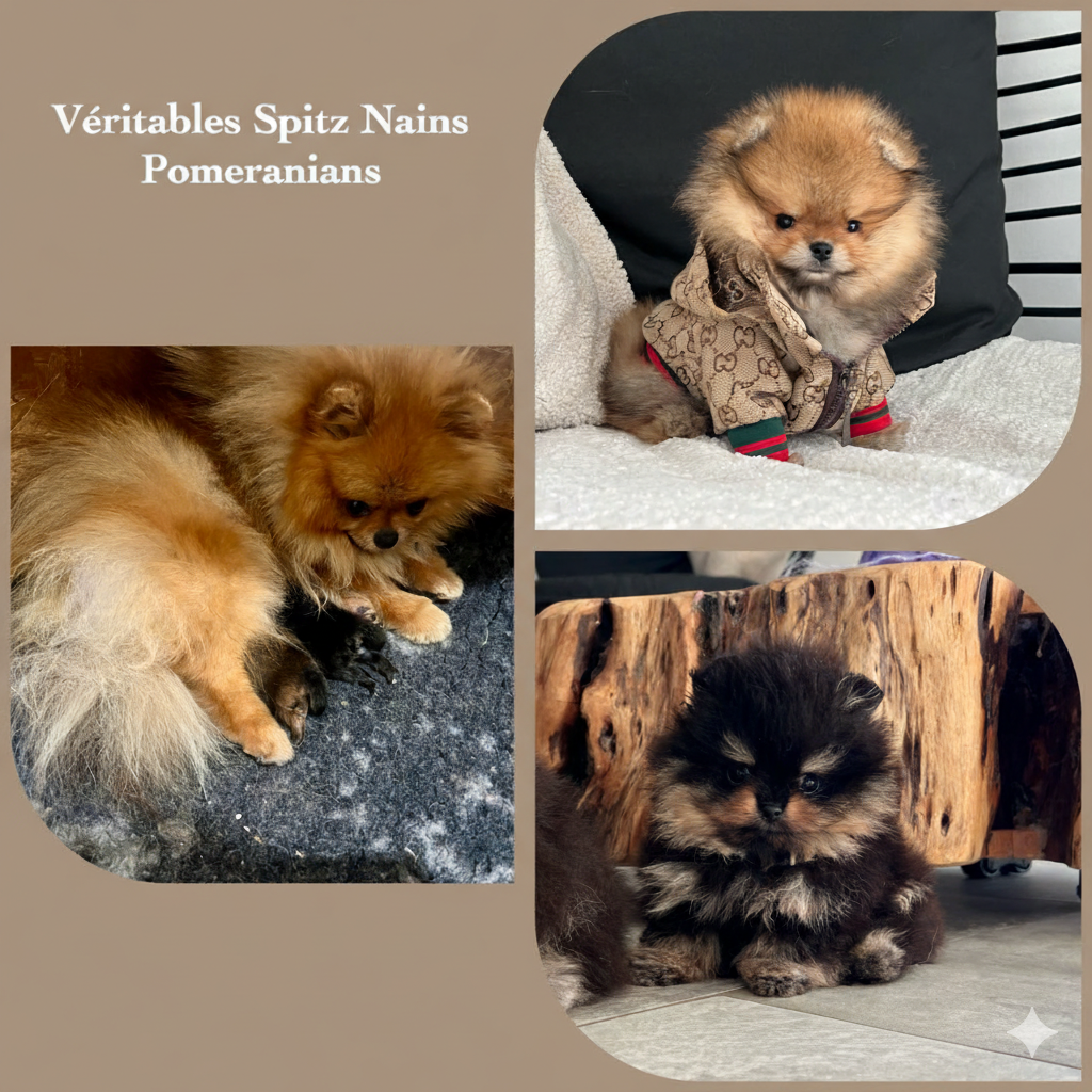 Chiot Spitz allemand Du Marquis De La Vaunage