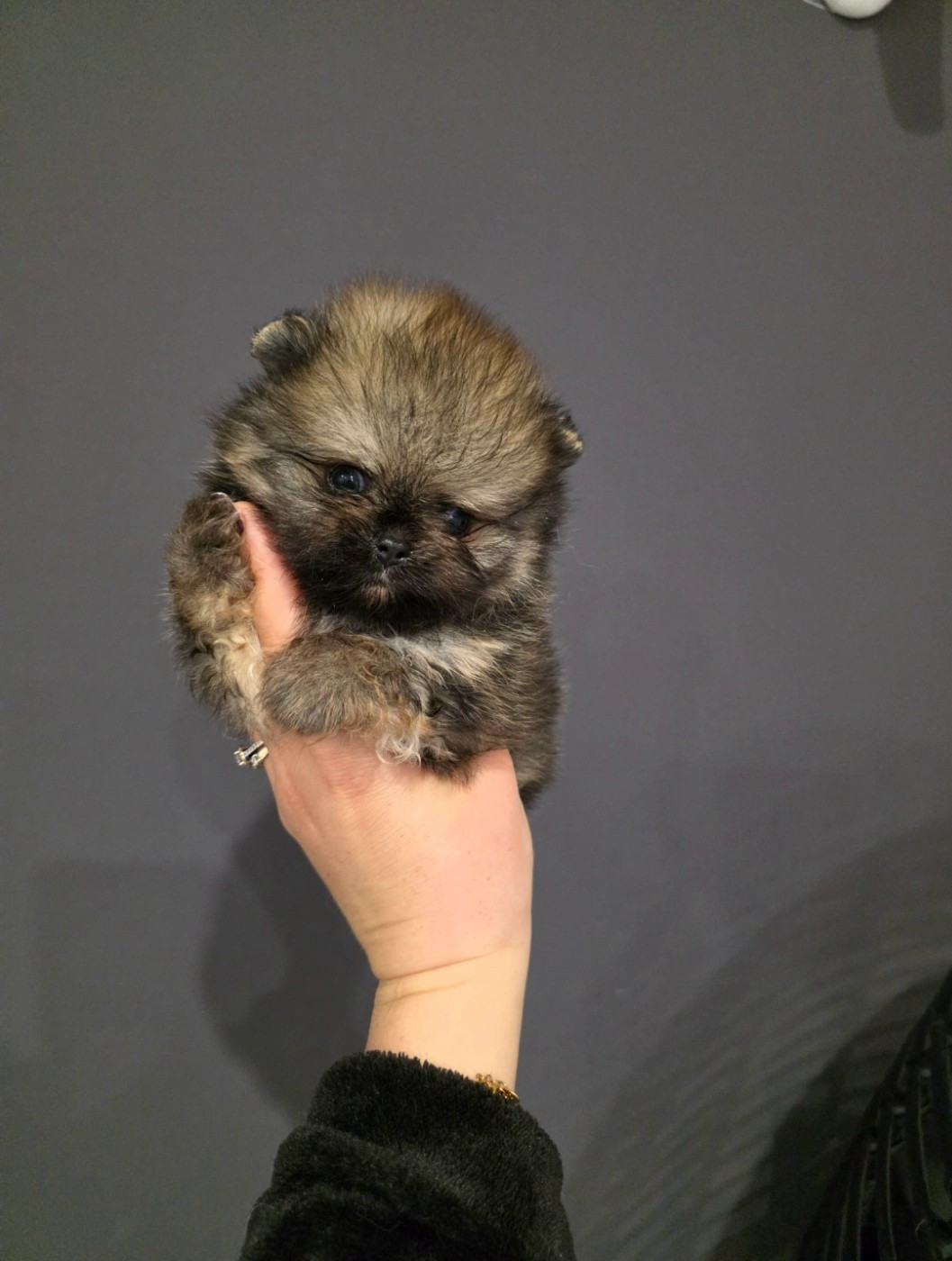 Du Marquis De La Vaunage - Chiots disponibles - Spitz allemand