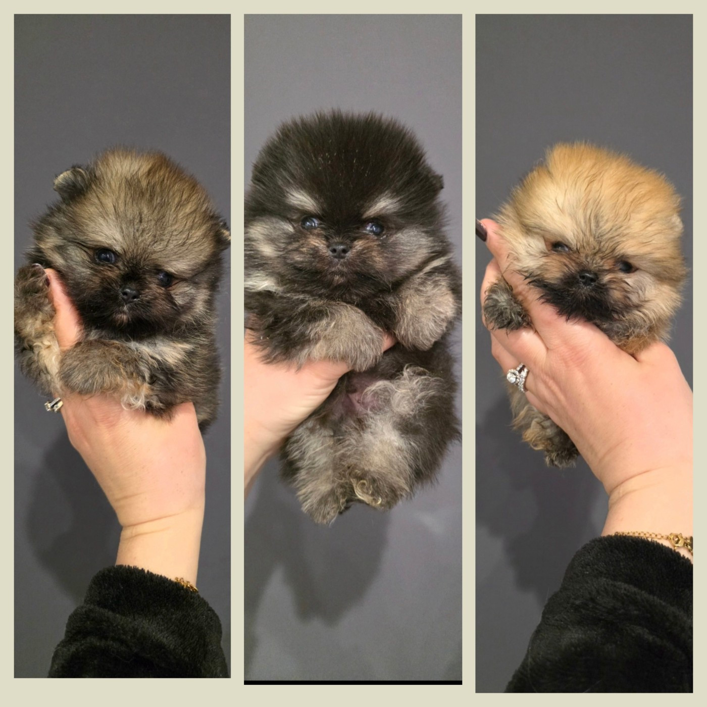 Chiot Spitz allemand Du Marquis De La Vaunage