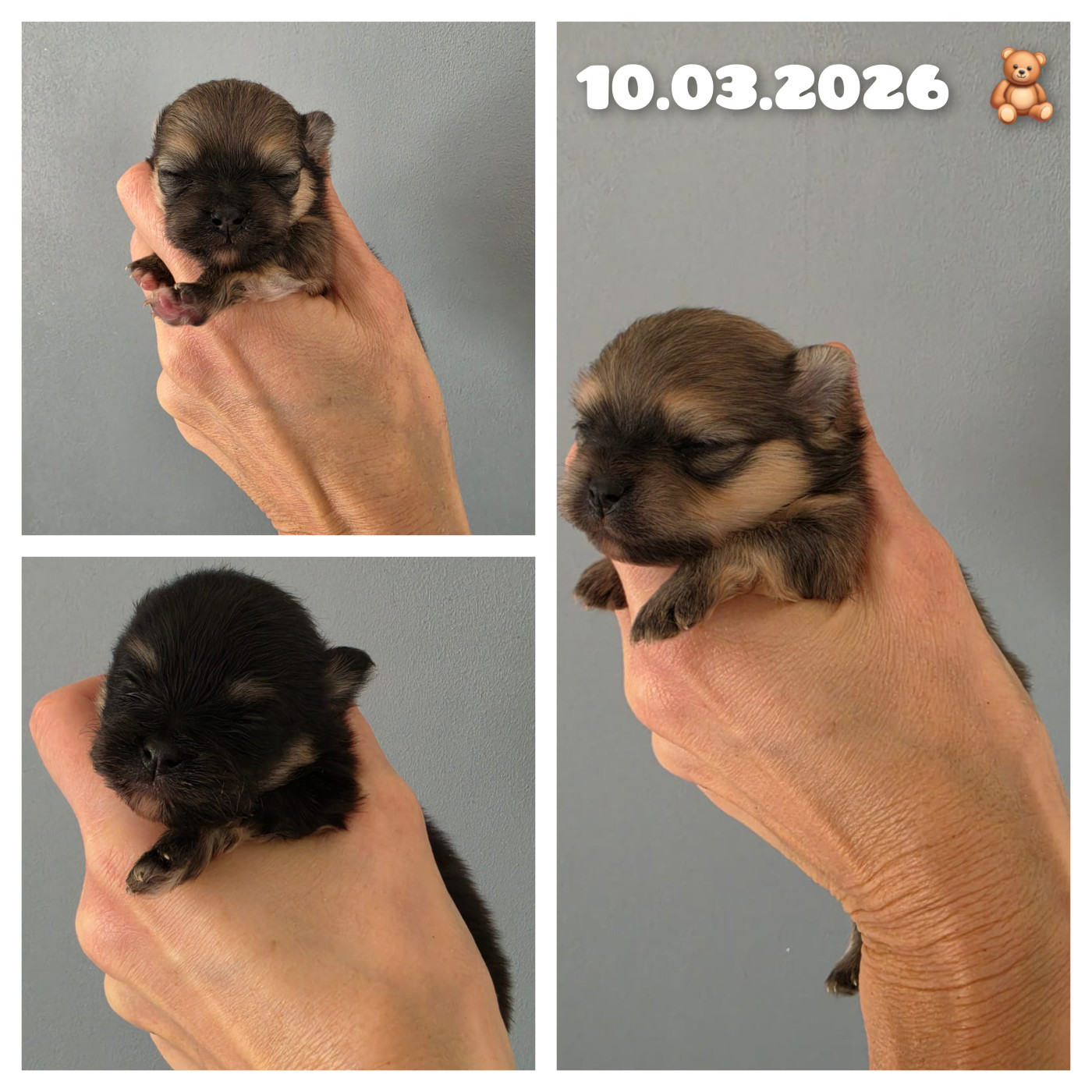 Chiot Spitz allemand Du Marquis De La Vaunage