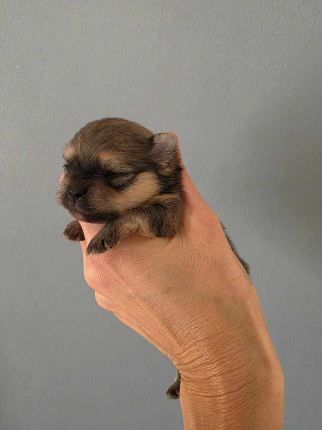 Du Marquis De La Vaunage - Chiots disponibles - Spitz allemand