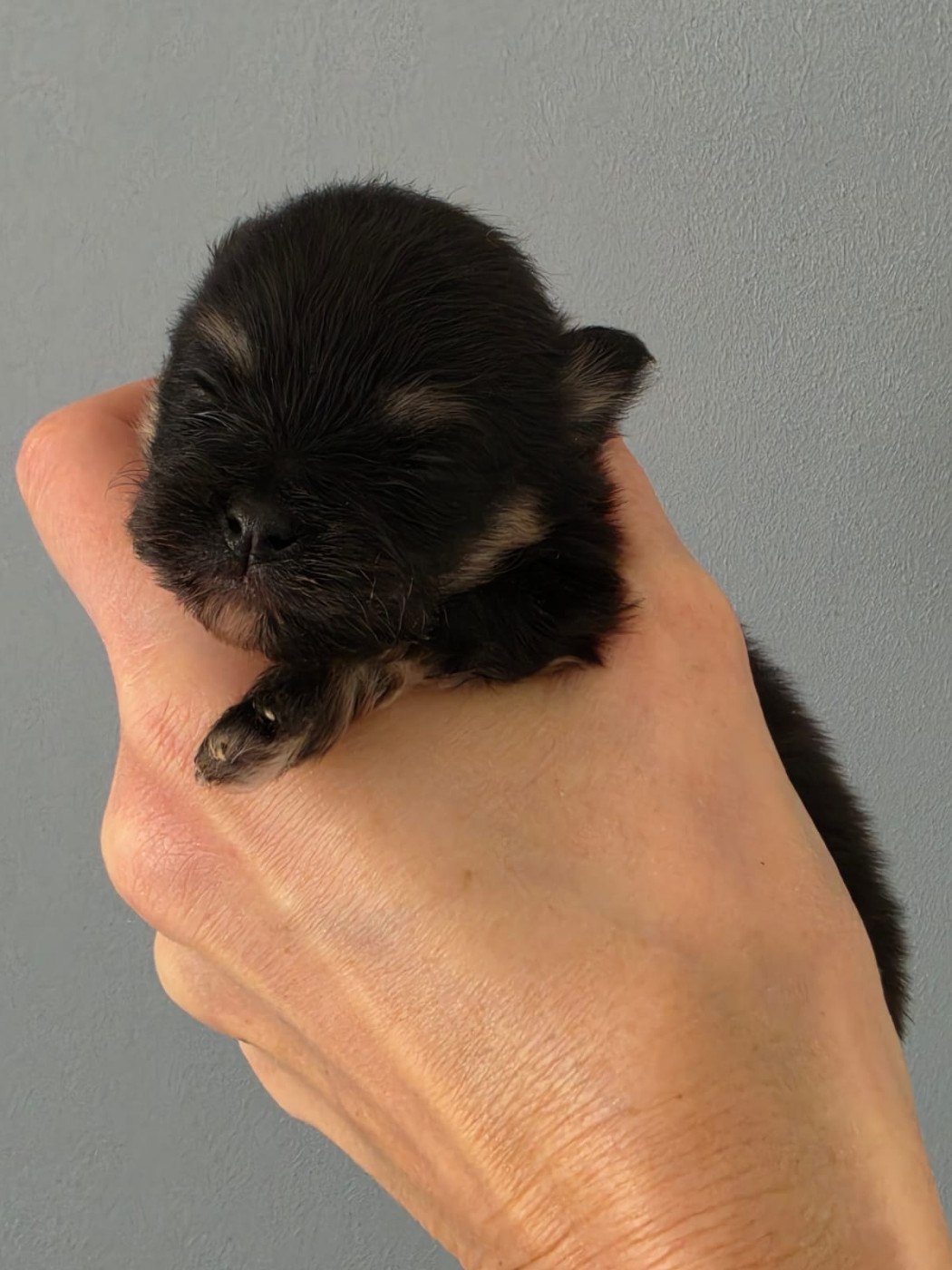 Du Marquis De La Vaunage - Chiots disponibles - Spitz allemand