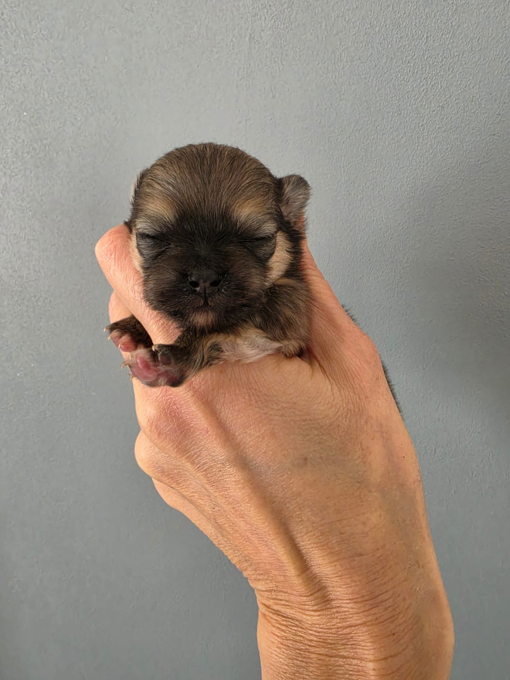 Du Marquis De La Vaunage - Chiots disponibles - Spitz allemand