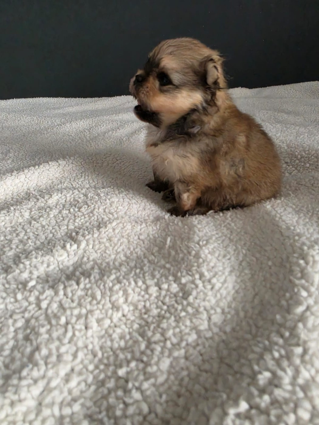 Du Marquis De La Vaunage - Chiots disponibles - Spitz allemand