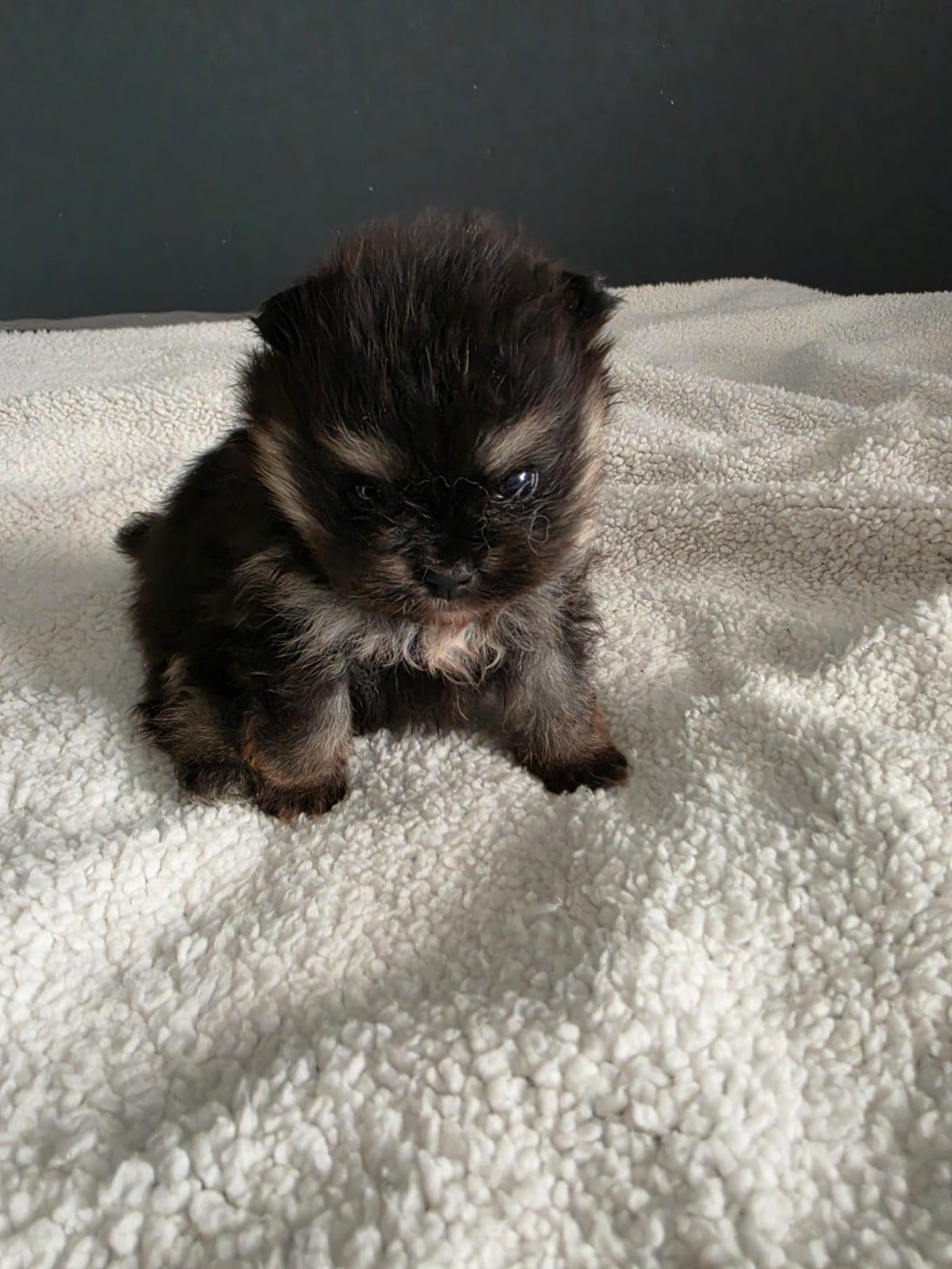 Du Marquis De La Vaunage - Chiots disponibles - Spitz allemand