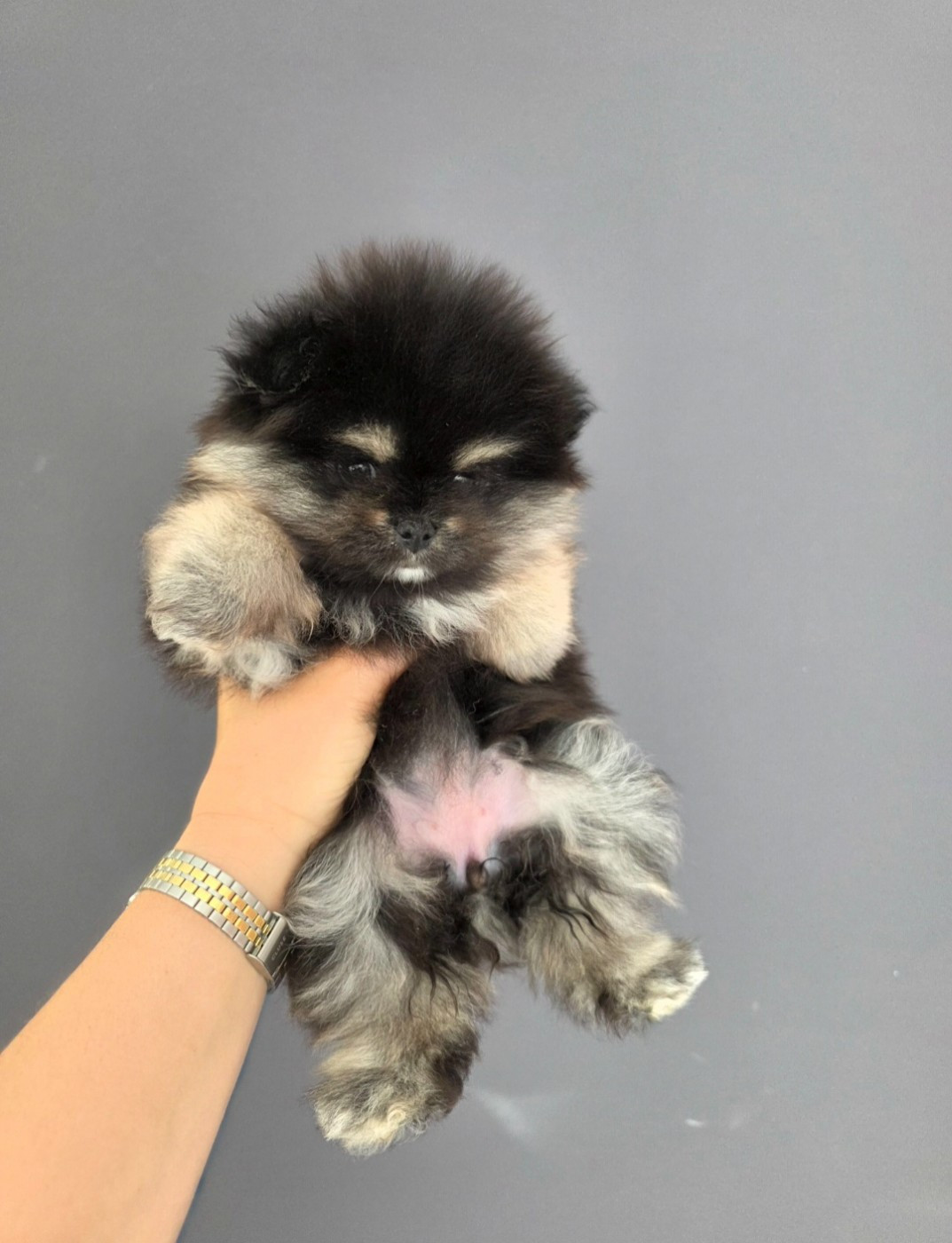 Du Marquis De La Vaunage - Chiots disponibles - Spitz allemand
