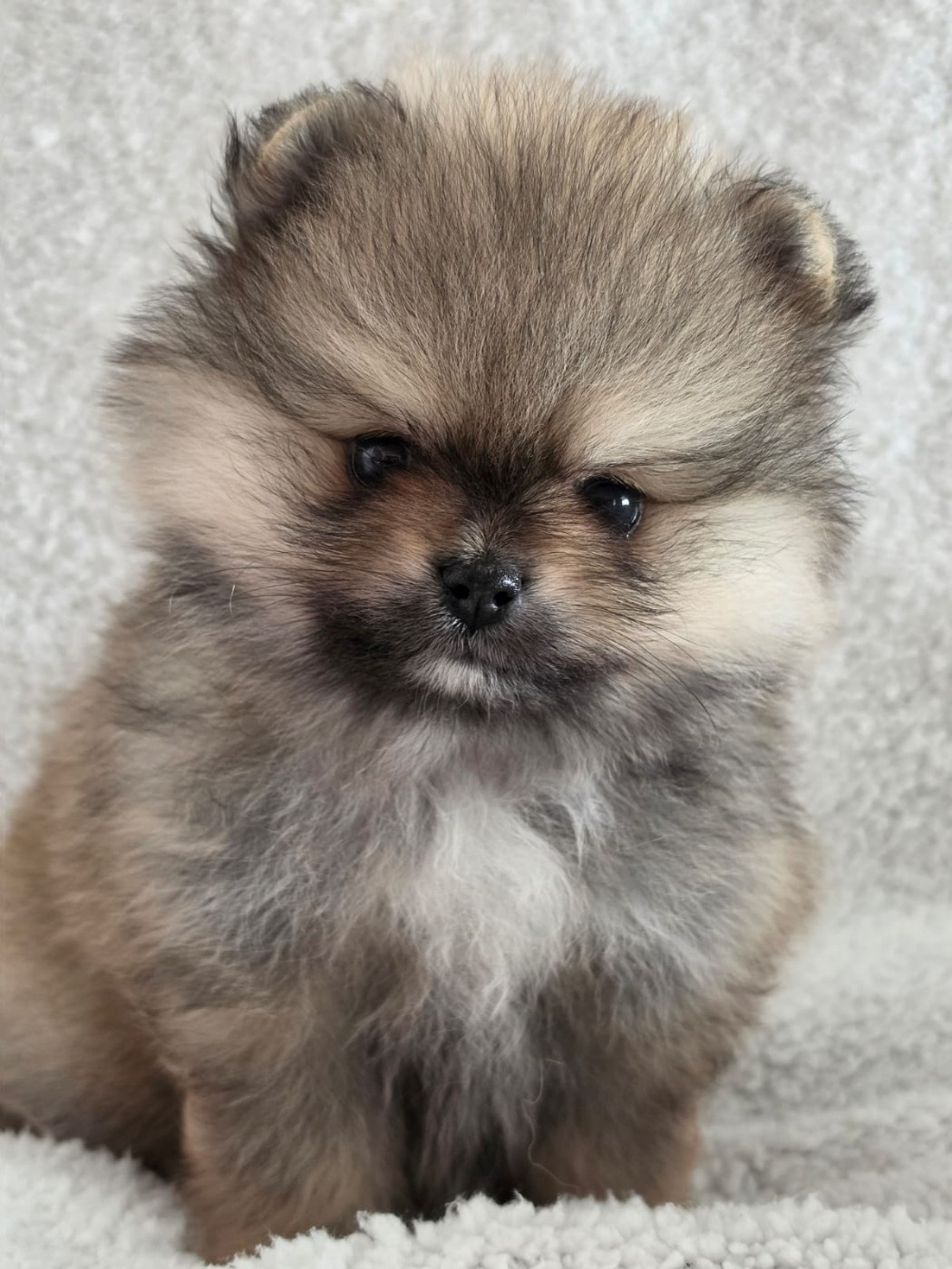 Du Marquis De La Vaunage - Chiots disponibles - Spitz allemand