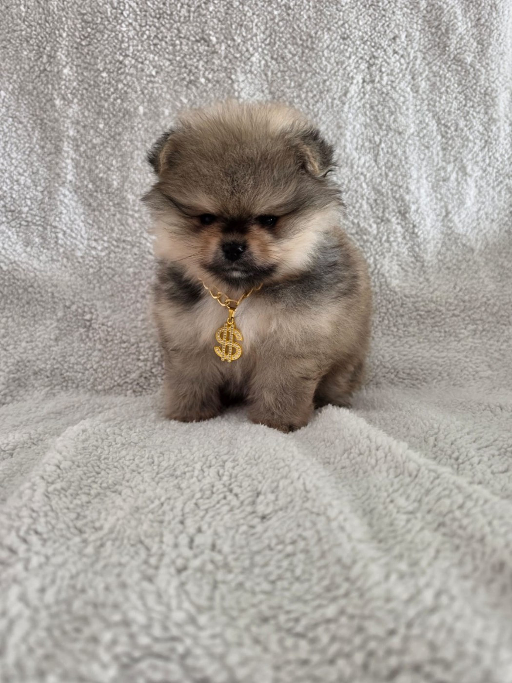 Du Marquis De La Vaunage - Chiots disponibles - Spitz allemand