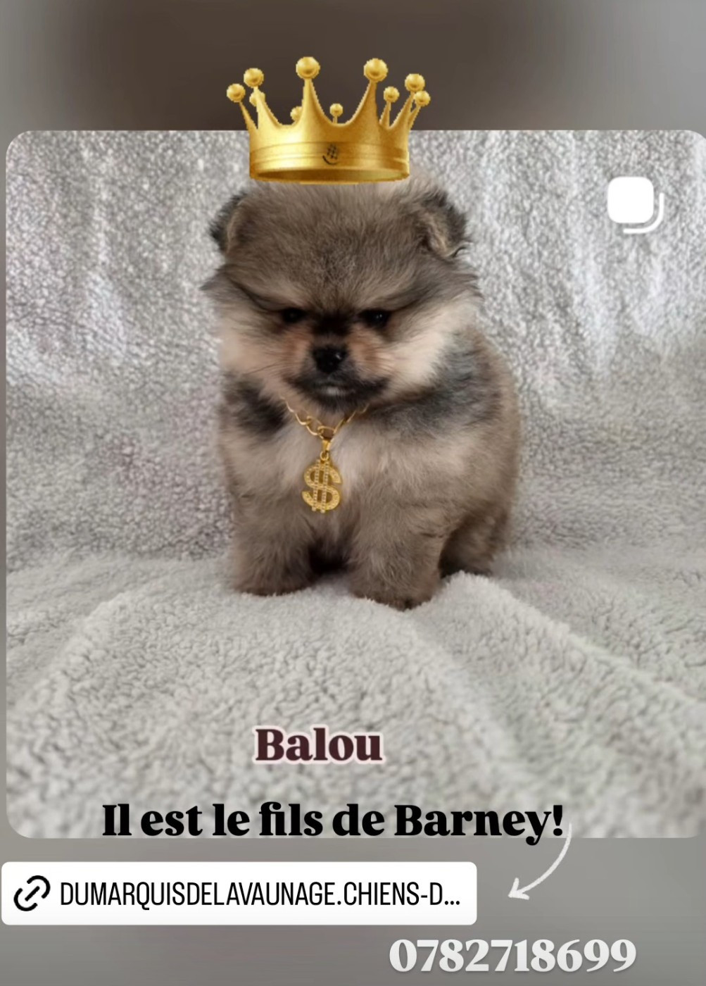 Chiot Spitz allemand Du Marquis De La Vaunage