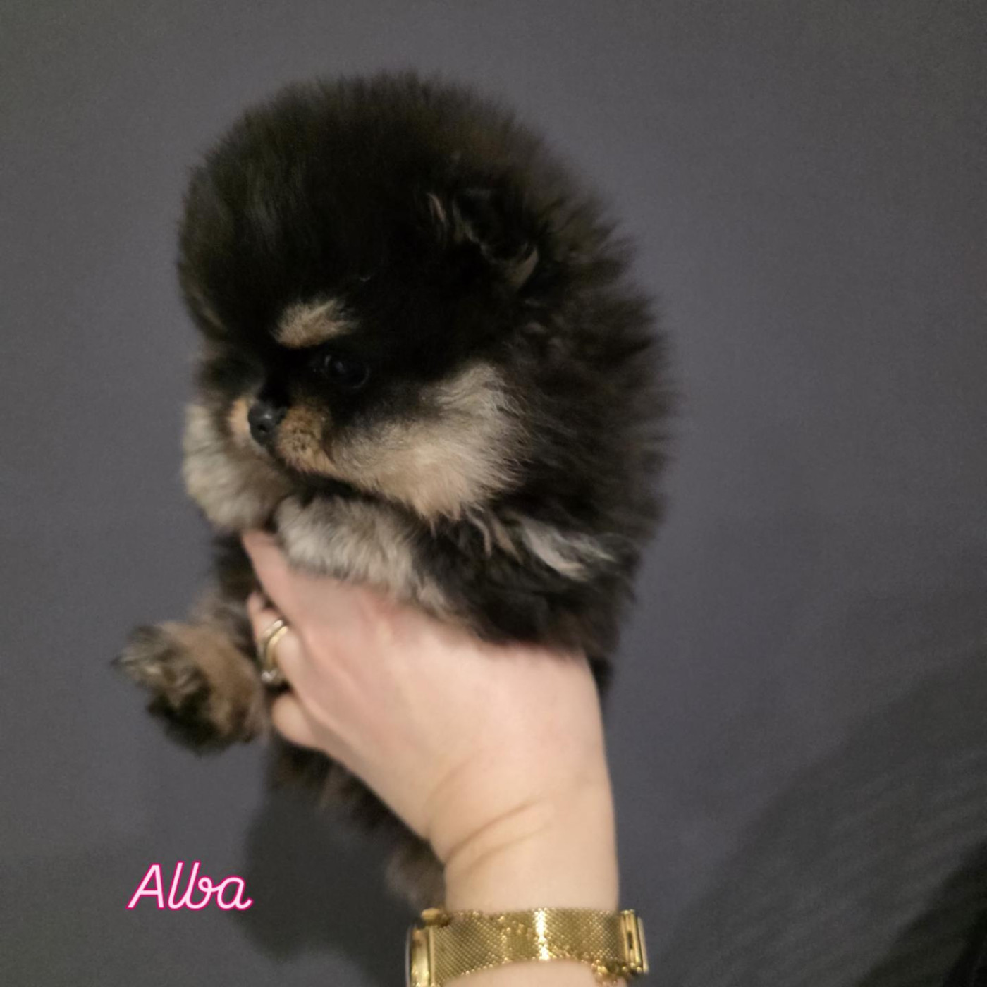 Chiot Spitz allemand Du Marquis De La Vaunage
