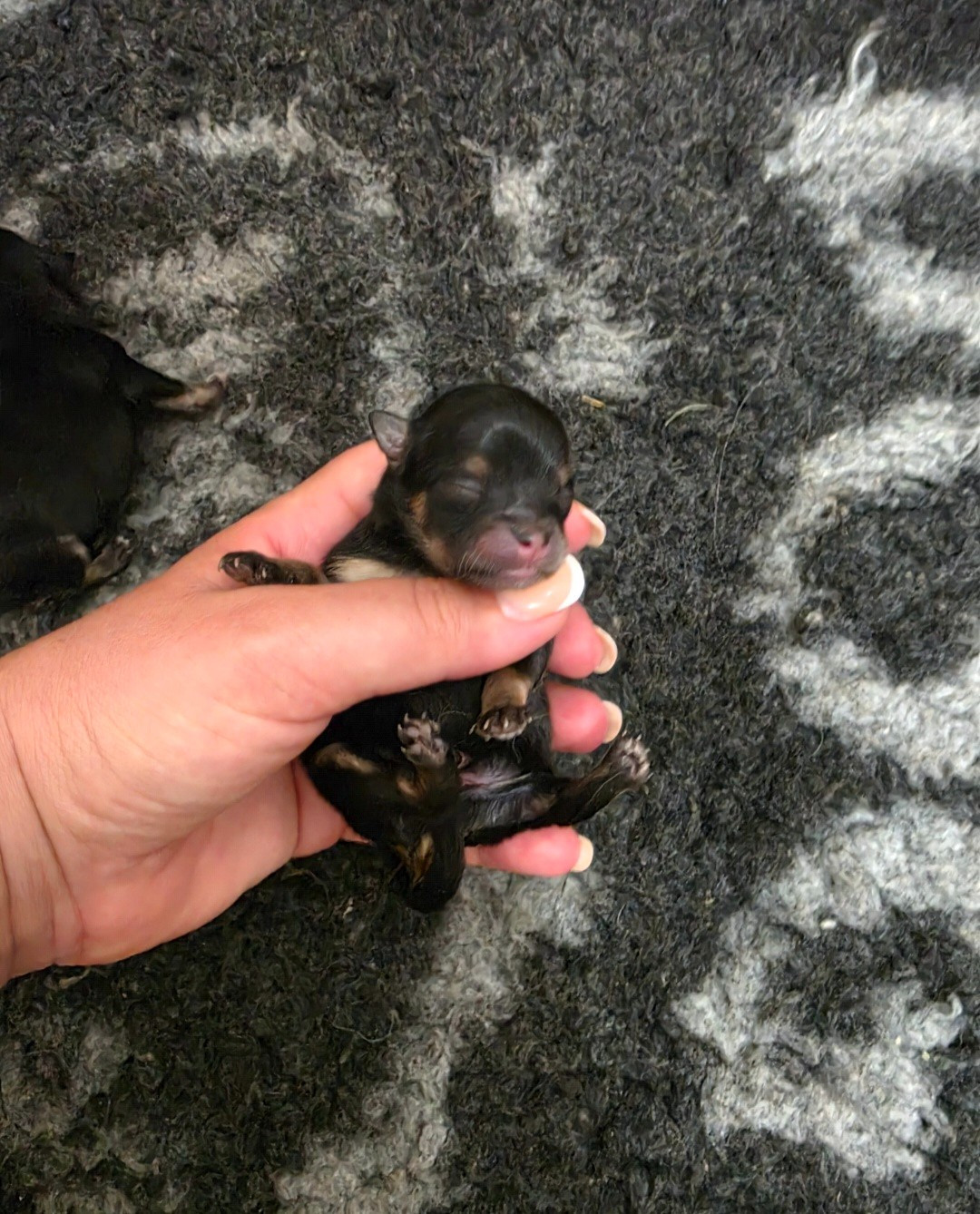 Du Marquis De La Vaunage - Chiots disponibles - Spitz allemand