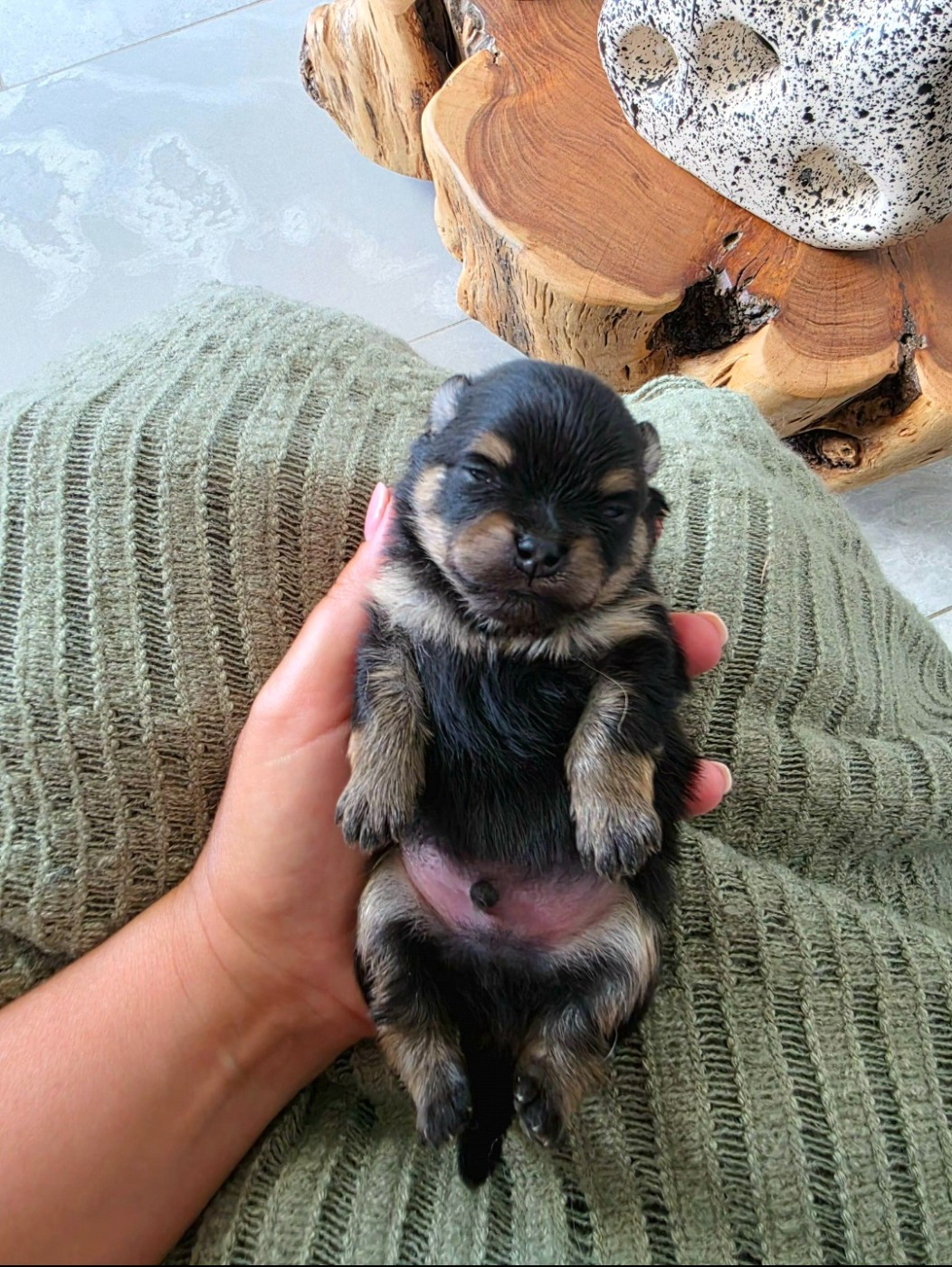 Du Marquis De La Vaunage - Chiots disponibles - Spitz allemand