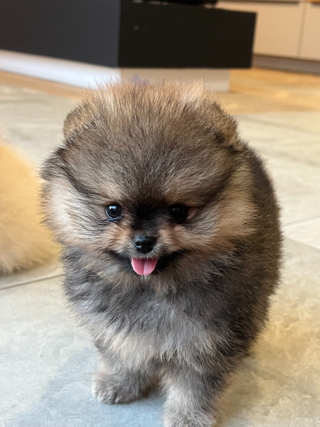 Du Marquis De La Vaunage - Chiots disponibles - Spitz allemand