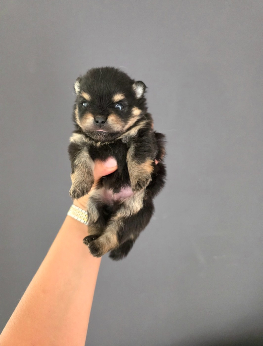 Du Marquis De La Vaunage - Chiots disponibles - Spitz allemand