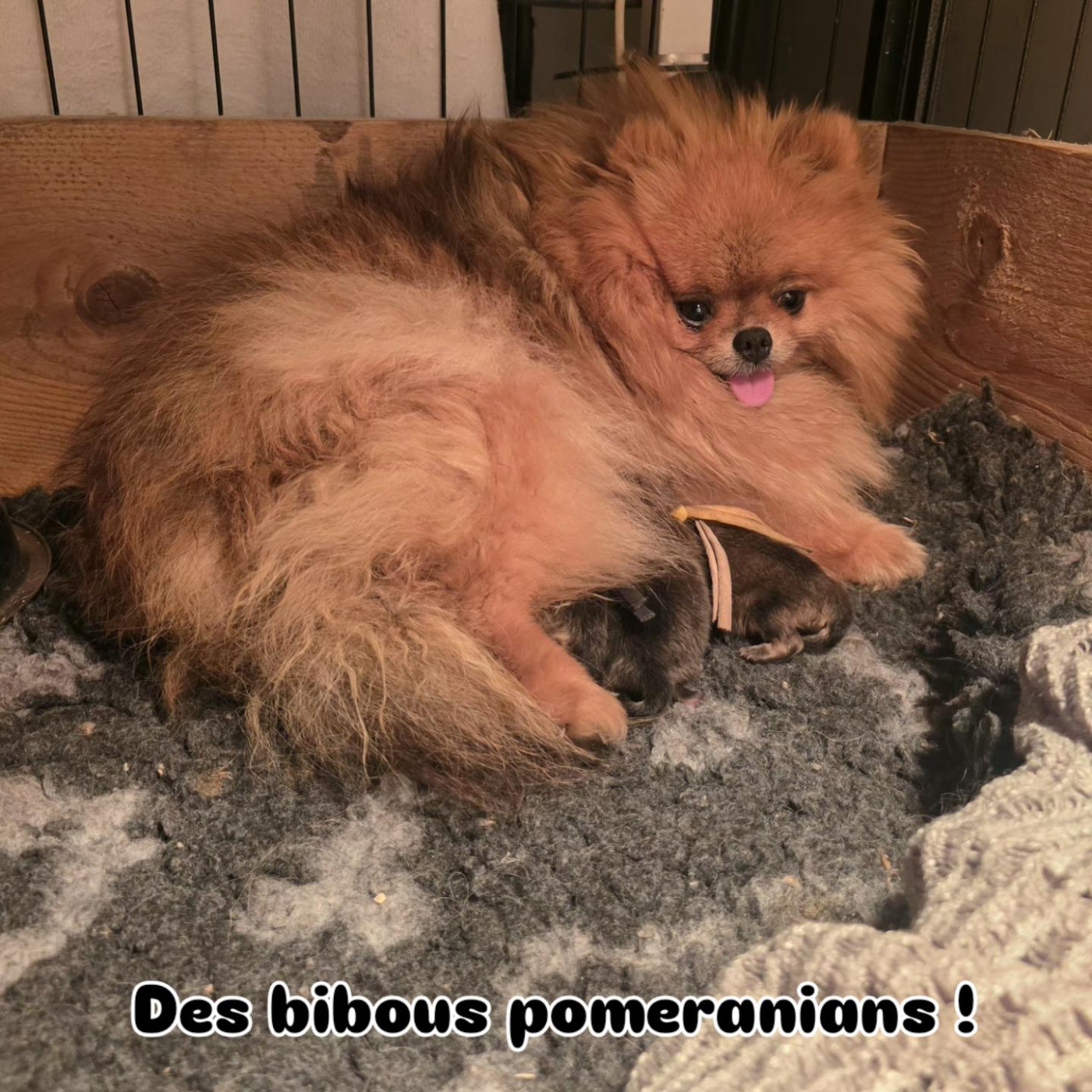 Chiot Spitz allemand Du Marquis De La Vaunage