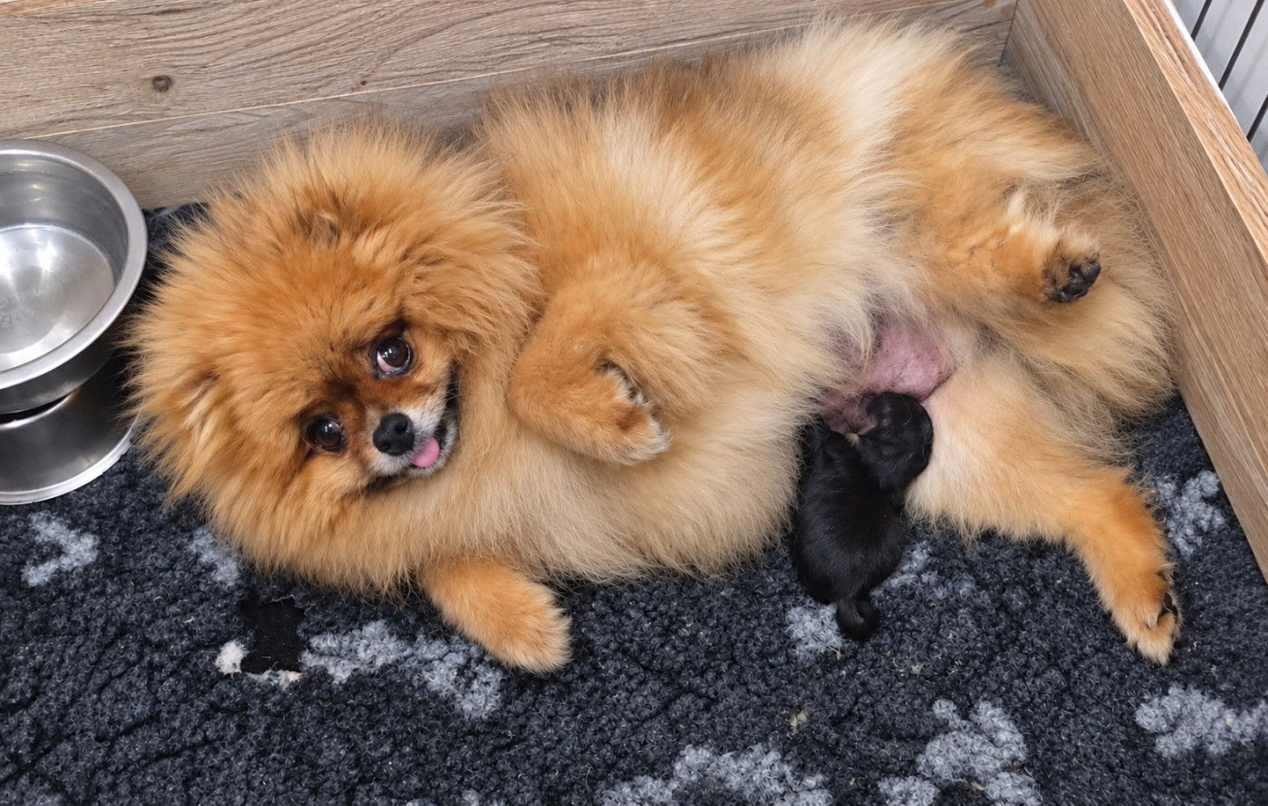 Chiot Spitz allemand Du Marquis De La Vaunage