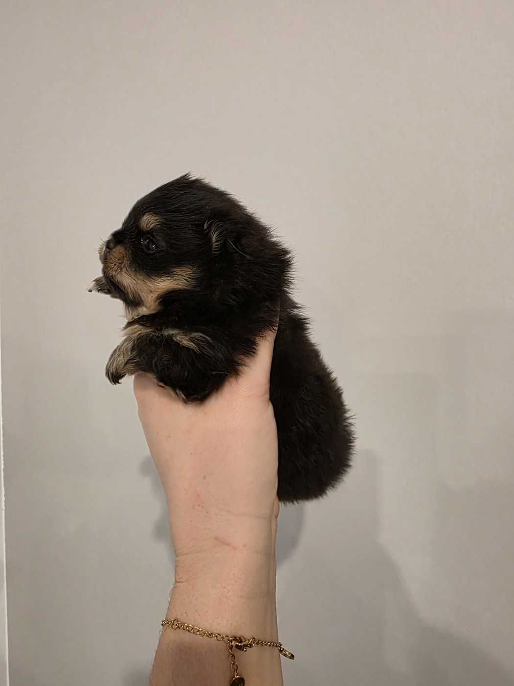 Du Marquis De La Vaunage - Chiots disponibles - Spitz allemand