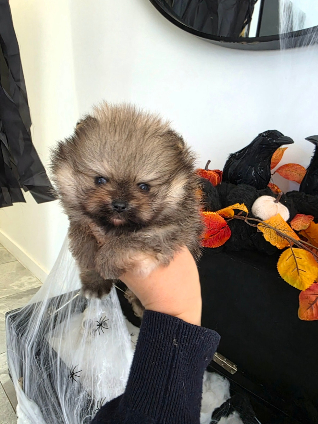 Du Marquis De La Vaunage - Chiots disponibles - Spitz allemand