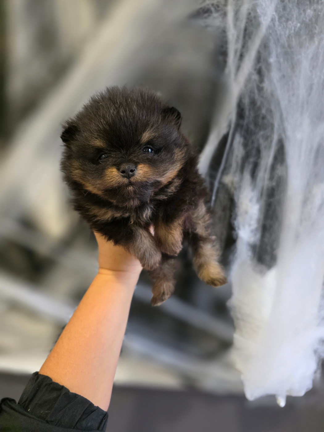 Du Marquis De La Vaunage - Chiots disponibles - Spitz allemand
