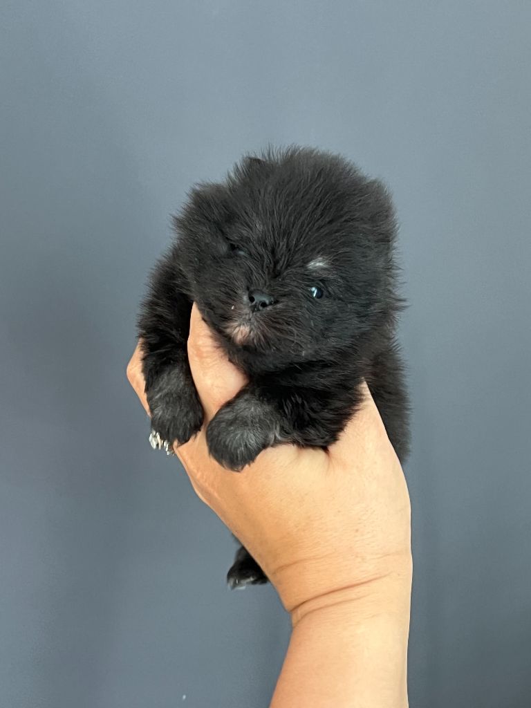 Du Marquis De La Vaunage - Chiots disponibles - Spitz allemand