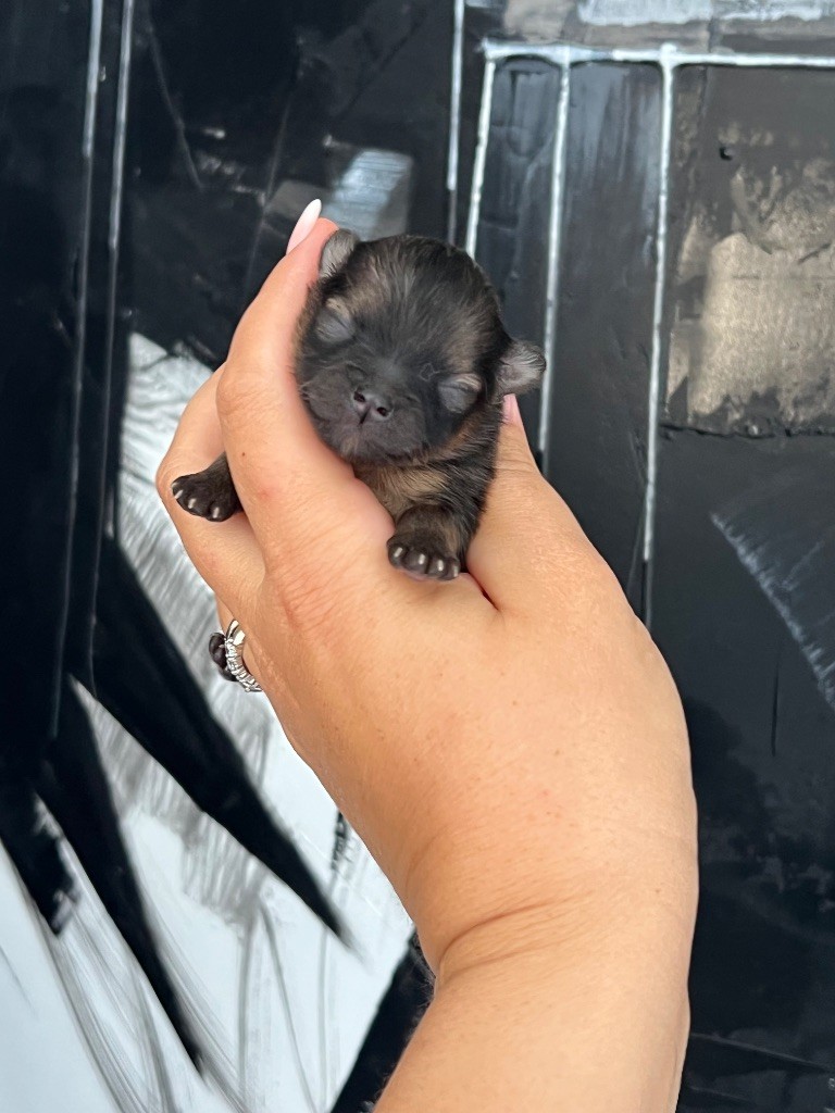 Du Marquis De La Vaunage - Chiots disponibles - Spitz allemand