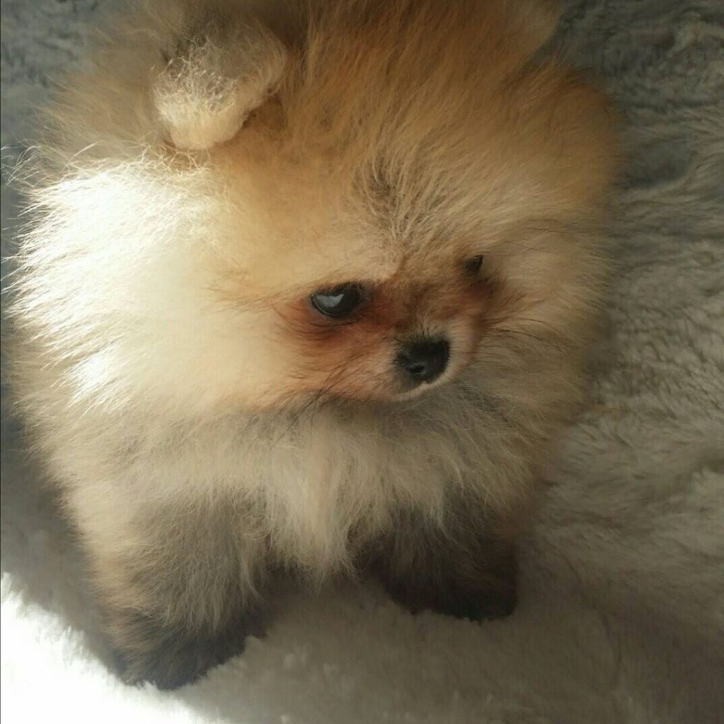 Chiot Spitz allemand Du Marquis De La Vaunage