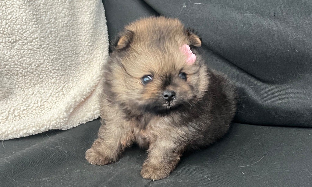 Chiot Spitz allemand Du Marquis De La Vaunage