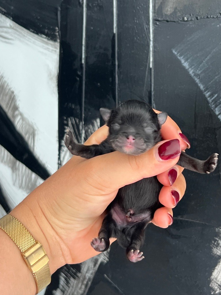 Du Marquis De La Vaunage - Chiots disponibles - Spitz allemand