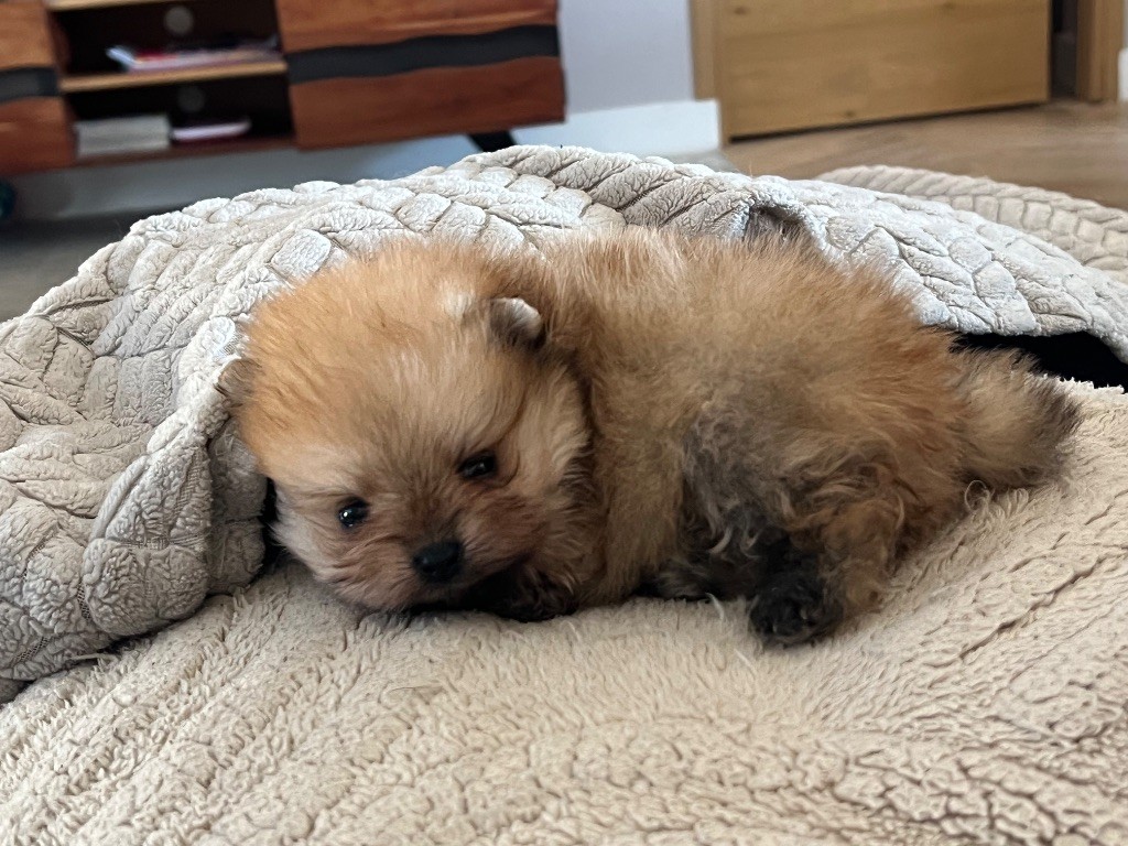 Du Marquis De La Vaunage - Chiots disponibles - Spitz allemand