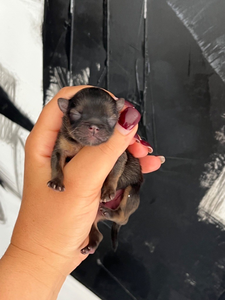 Du Marquis De La Vaunage - Chiots disponibles - Spitz allemand