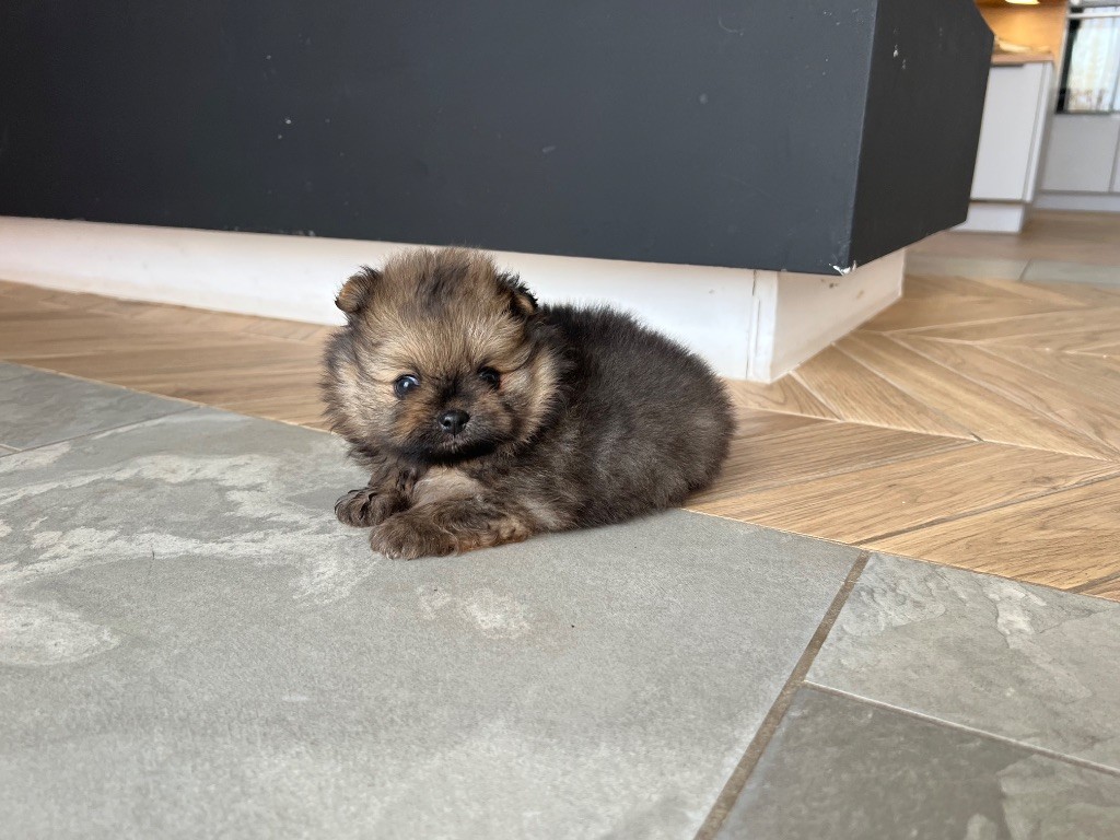 Du Marquis De La Vaunage - Chiots disponibles - Spitz allemand