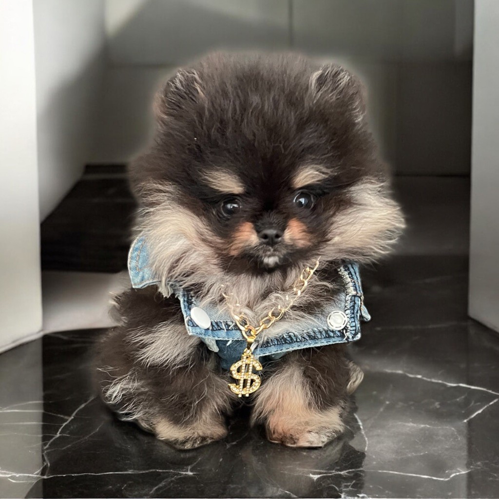 Du Marquis De La Vaunage - Chiots disponibles - Spitz allemand