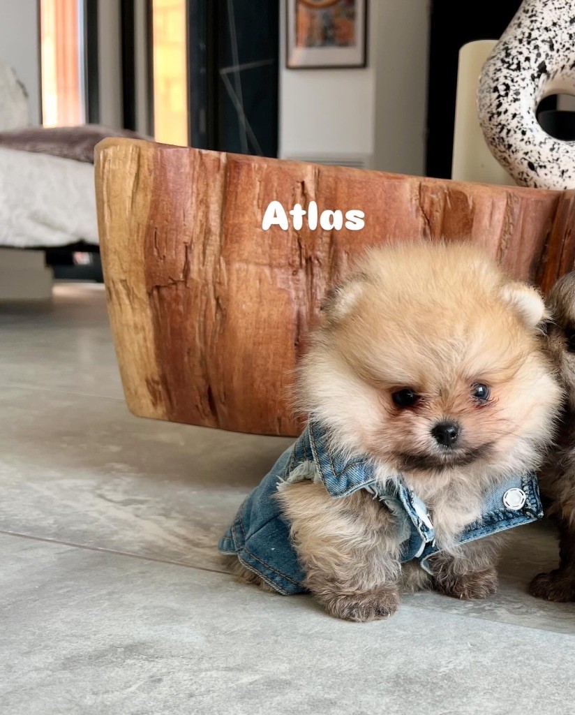 Du Marquis De La Vaunage - Chiots disponibles - Spitz allemand