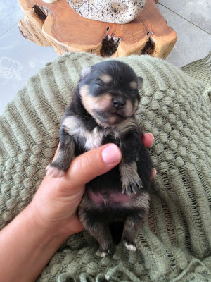Balou